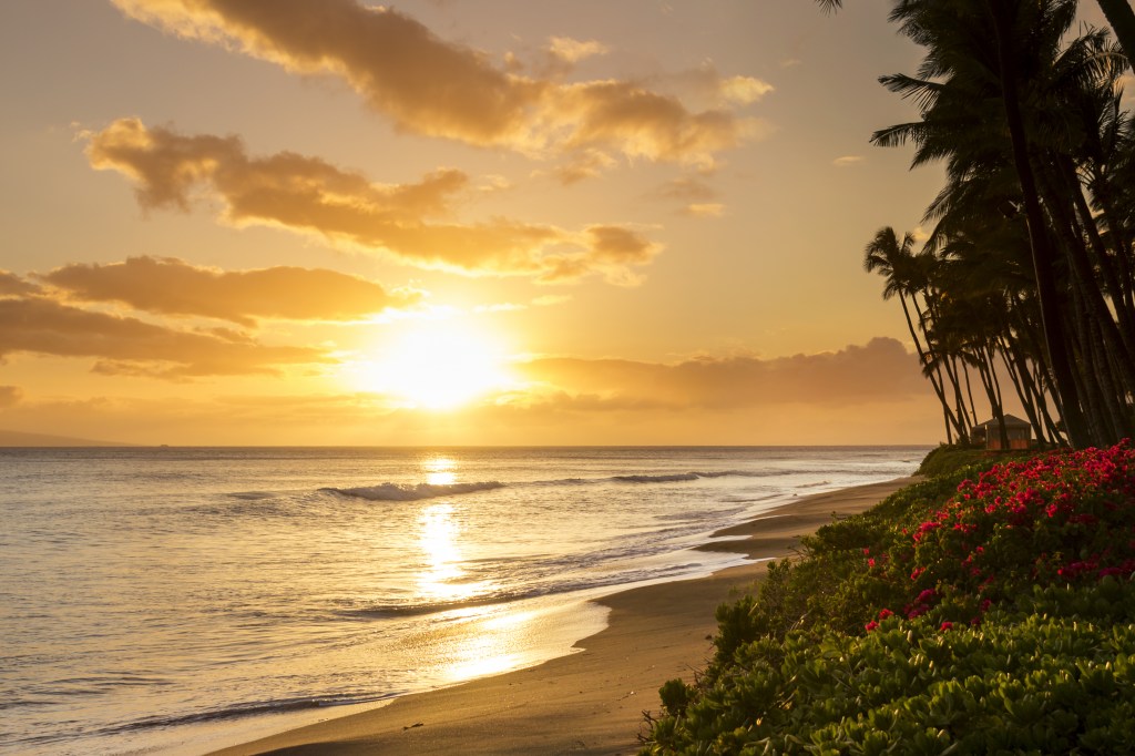 Beautiful tropical sunset at Kaanapali Beach in Maui Hawaii, with pink flowers and pam trees shadowed in the foreground.