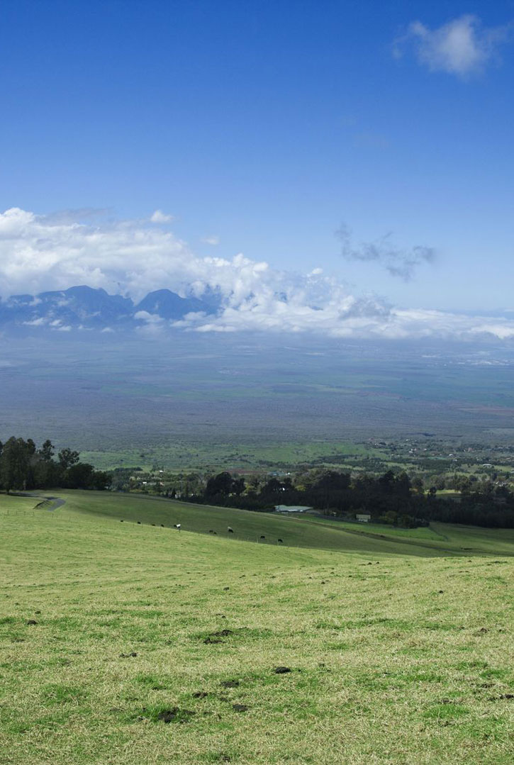 Cattle graze in upcountry Maui at PoliPoli State Recreation Area.